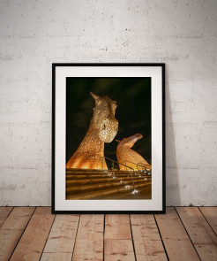 To buy a print or any of the below please click on the images